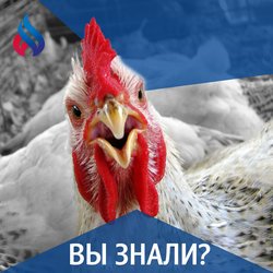 Вы знали?